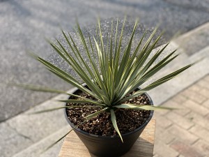 ユッカ　ロストラータ2